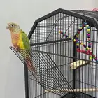 ببغاء كنيور أناناس