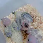 فروه صن كنيور انتاج محلي صبغه قويه