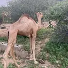 قعود لباني العمر 3 شهور.