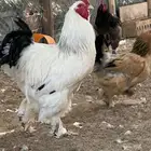 تبوك بيرأبن هرماس