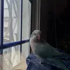 ببغاء كويكر لديه 12 كلمه واضحه