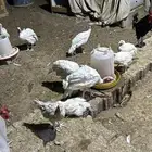 ديك رومي