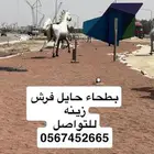 بطحاء حايل زينه فرش ممارات