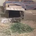 ارانب بريه