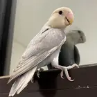 ببغاء روز اليف ماعنده عض