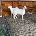 طليان حري صنف