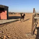 مهره