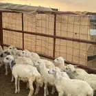 للبيع بهم حريات 9 روس ترييه من 720ريال