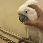 بغبغاء كوكاتو امبريلا للبيع