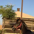 مهره عربيه شعبيه
