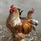ديك براهما