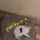 مصيده قطط بساس