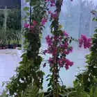 تنسيق الحدائق