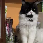 Persian x Siberian cat and three kittens