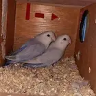 زوج روز منتج و ألوانه جميله