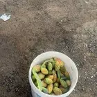 سطل برشومي الي في الصوره مو مليان بس اعبي اك سطل مليان