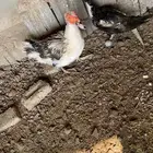 بط مصري منتج