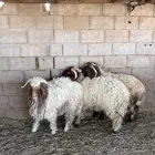 خرفان نعيم جذعان