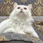قطه للبيع شيرازيه ك