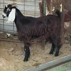 تيوس عوارض