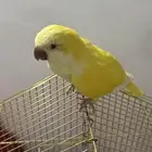 ببغاء كويكر مع الالعاب والقفص للبيع
