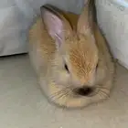 أرنب للبيع