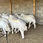 للبيع ذبايح