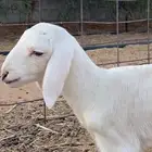 داغور حري خروف طيب