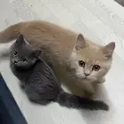 قط ذكر و انثى ( مهجنين )