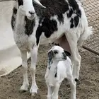 جذعه عليها طلي