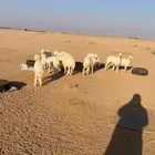 جذعات حريات