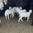 للبيع بهم لباني