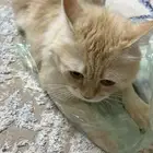 ق طة اثنى للتبني