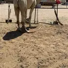 للبيع بعير اوضح طيب