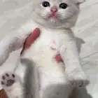 للبيع ذكر Ay11 فولد مستوى عالي