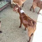 تيس اجم للبيع