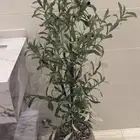 شجرة