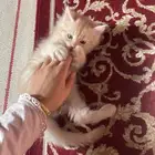 كيتن روسي شهرين و نص