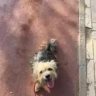 كلبه لي البيع
