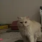 قط شيرازي قولد