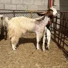 ضروبه