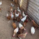 ديكه للبيع