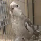 ذكر كروان