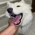 للبدل كلب هاسكي مع كرت تطعيماته بكلب حراسة