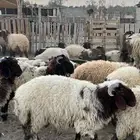 ذبائح وخرفان