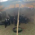 معزاء مولد ومضاريع ودفيع العزد 12