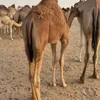 للبيع قعود فل الفل يرضع امه العمر 10شهور