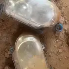 نور اسكويا