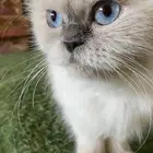 قطه شيرازيه أنثى لتبني