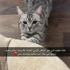 قطه ضايعه حفر الباطن المطرقه